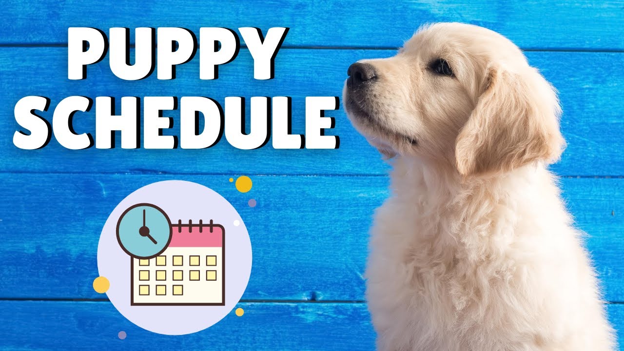 Puppy Schedule: Create a routine for your new puppy