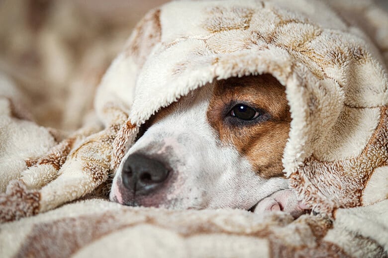 What is the perfect indoor temperature for dogs?