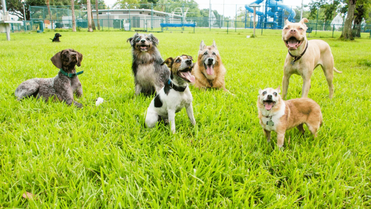 Benefits of Dog Park Play