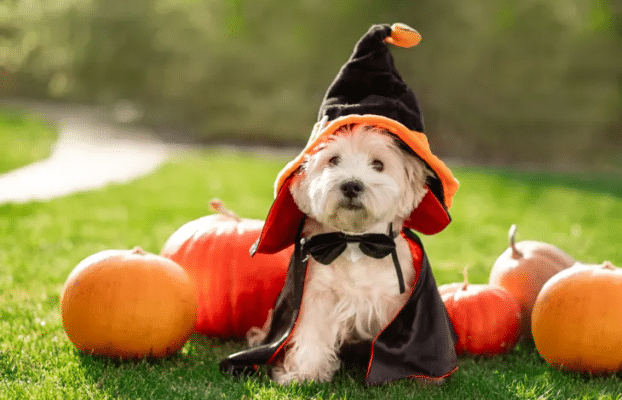 10 ways for your pup to enjoy Halloween safely!