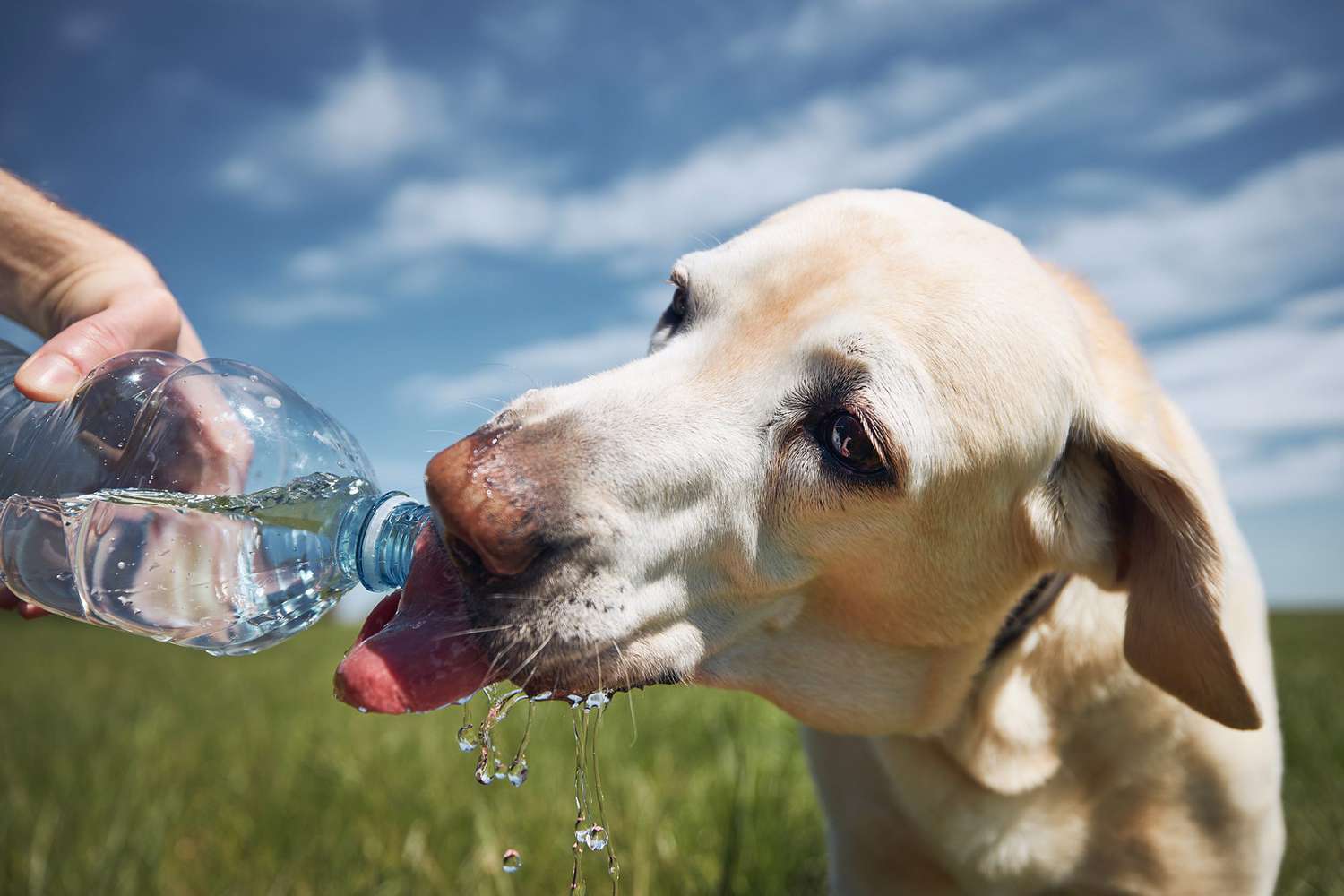 The Hidden Dangers of Alkaline Water for Dogs: What Pet Owners Need to Know