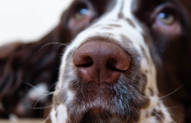 Twelve Fascinating Facts About Dogs’ Sense of Smell