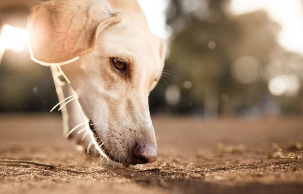 Unleashing Canine Genius: The Power of Nosework Training for Dogs