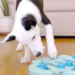 dog puzzle toys brain games