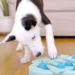 Dog puzzle toys brain games