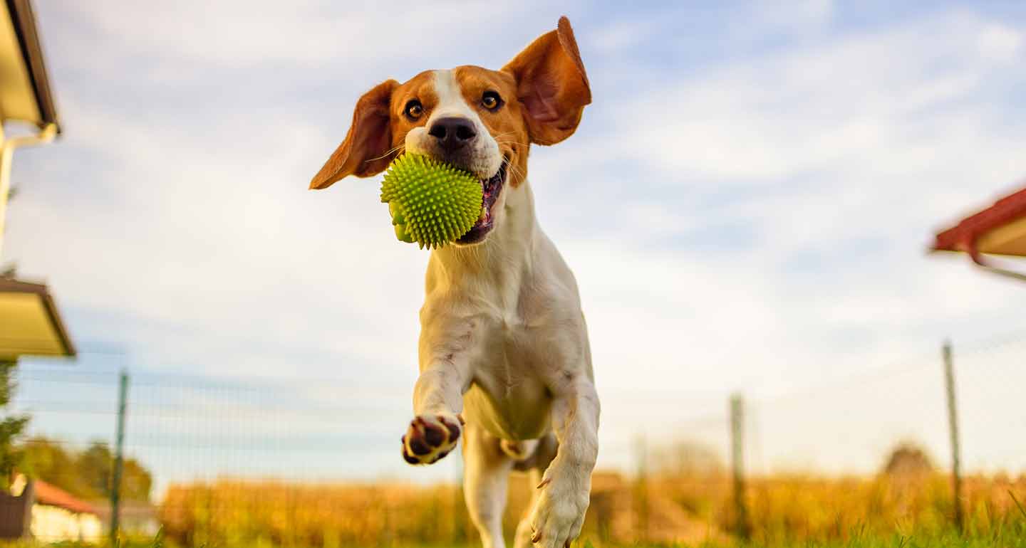 Pawsitively Fit: Unleashing the Importance of Dog Fitness
