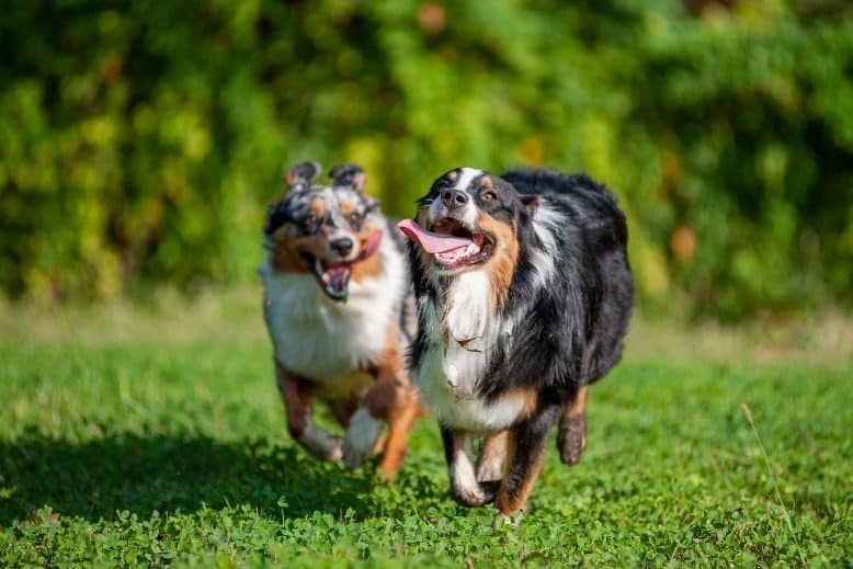 Unleashing Joy: The Importance of Off-Leash Play for Dogs