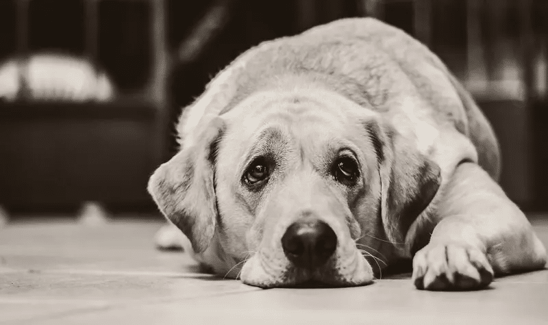 Expert Tips for Socializing an Older Dog: Helping Your Canine Companion Thrive