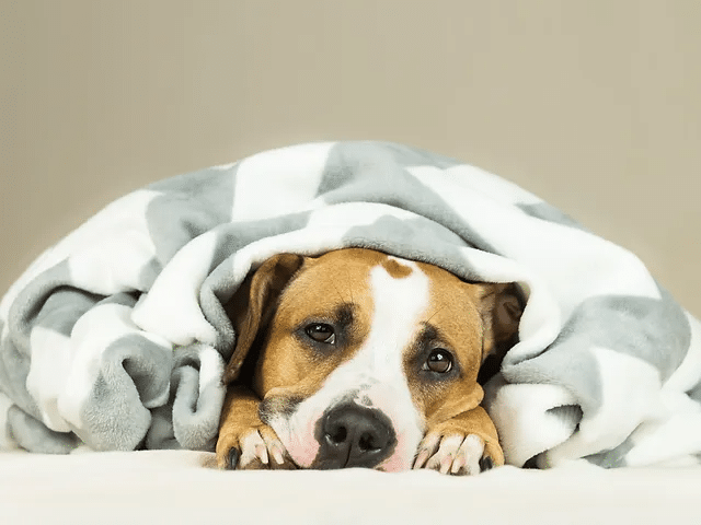 The Dog Flu is Surging in 2024 and the Canine Influenza Vaccine is a Must