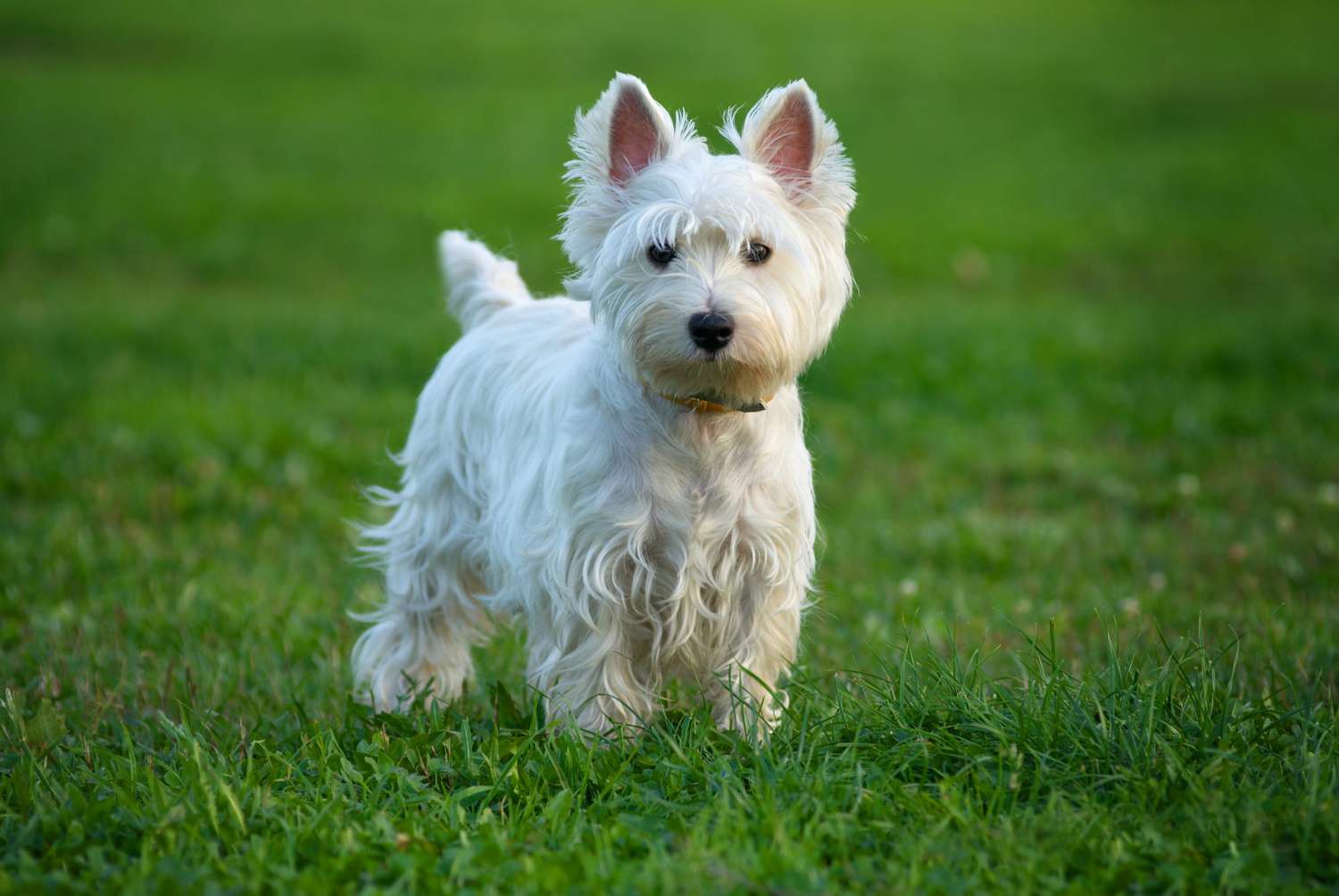 10 Popular Small Dog Breeds: The Paw-some Power of Petite Pups!