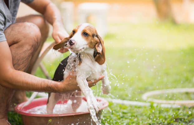 The Ultimate Guide to Summertime Dog Baths: Keeping Your Pup Fresh and Cool