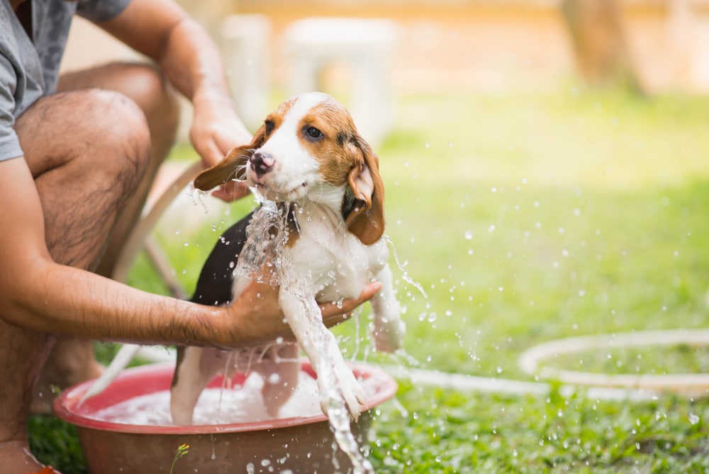 The Ultimate Guide to Summertime Dog Baths: Keeping Your Pup Fresh and Cool