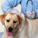Vaccine dog covid influenza