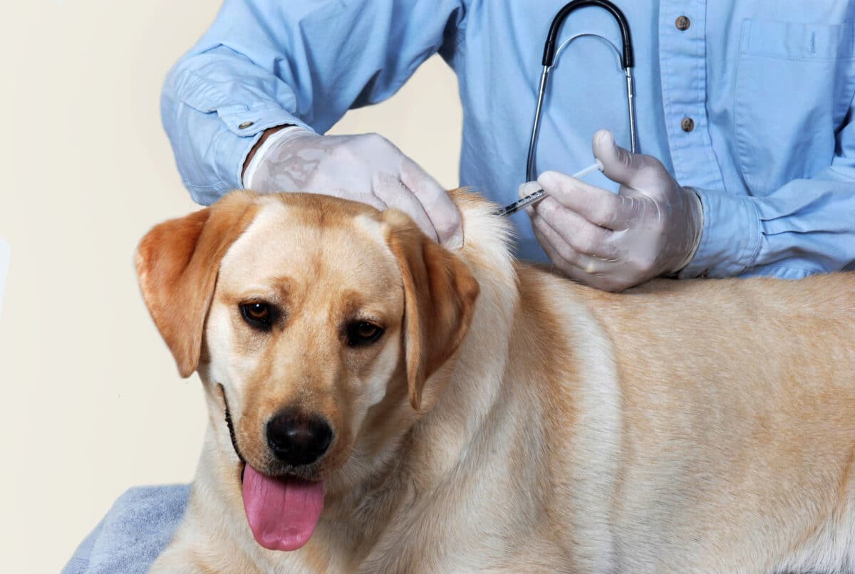 Dog Flu Shots vs. COVID Vaccines: Barking Up Very Different Trees