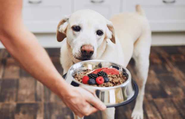 The Ultimate Guide to Meal Toppers & Mixers for Dog Food: Benefits and Recommendations