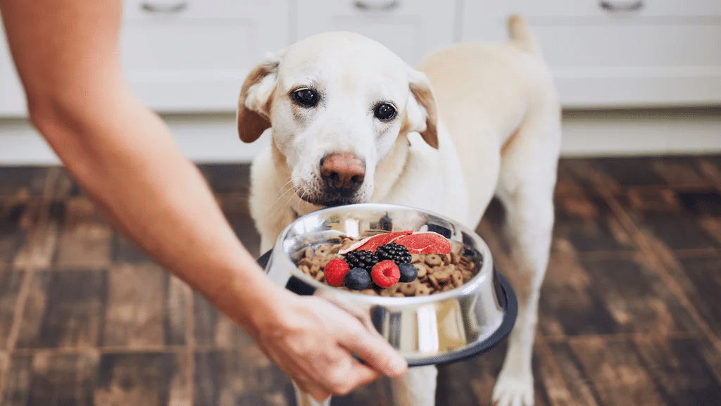 The Ultimate Guide to Meal Toppers & Mixers for Dog Food: Benefits and Recommendations