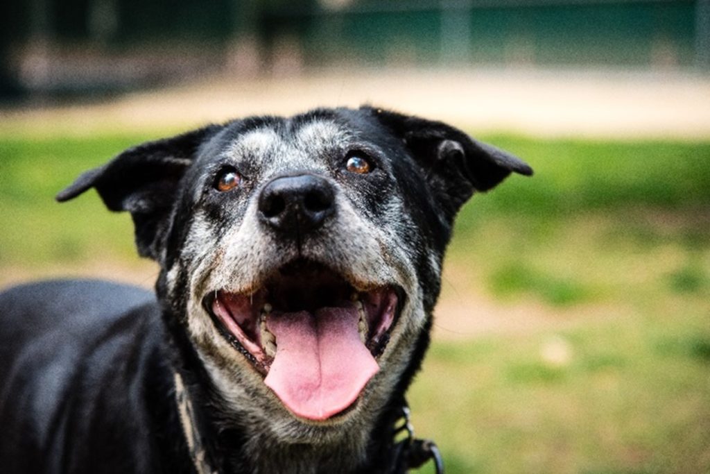 Keeping your Senior Dog Happy and Healthy!