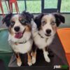 Daycare Package - 20 Half Days - Basic or Non Member Rate