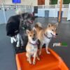 Daycare Package - 20 Half Days - Standard Member Rate