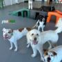 Daycare Package - 20 Half Days - Plus Member Rate