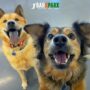 Daycare Package - 20 Full Days - Standard Member Rate
