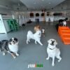 Daycare Package - 20 Full Days - Plus Member Rate