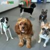 Daycare Package - 20 Full Days - Basic or Non Member Rate