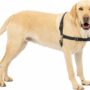 PetSafe Easy Walk No-Pull Dog Harness