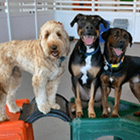 Enriching Dog Daycare