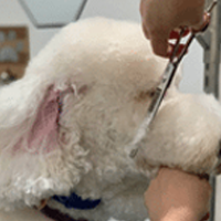 Luxury Grooming