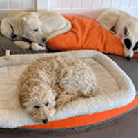 Kennel-Free Boarding