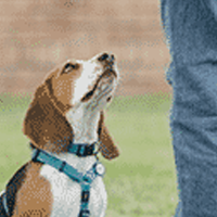 Professional Dog Trainers
